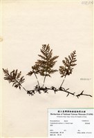 藏品(寬葉瓶蕨)的圖片